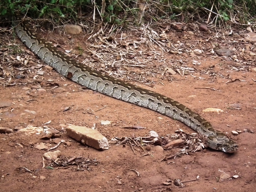 Its not often that one comes across a python on Mountainlands. This young one was approximately 1,5m long and was basking on one of the roads. The Southern African Rock Python (Python sebae) is listed as vulnerable and may not be killed or captured. They are keen sunbathers especially after a large meal. 
