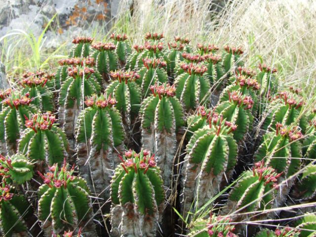 Although common, the pincushion cactus, Euphorbia pulvinata, put up a nice display with its tiny flowers. 