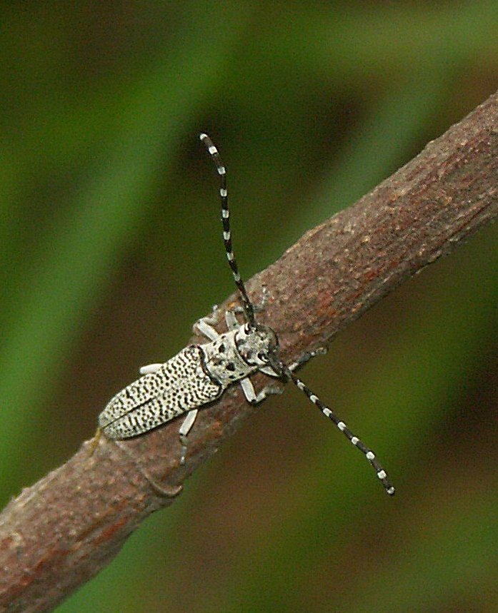 This longhorned beetle Phytoecia (Blepisanis) bohemani Pascoe, 1858 is a South African endemic. Photographed by Christopher Willis.