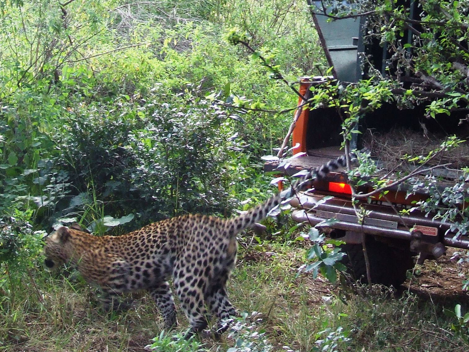 Dashing leopard