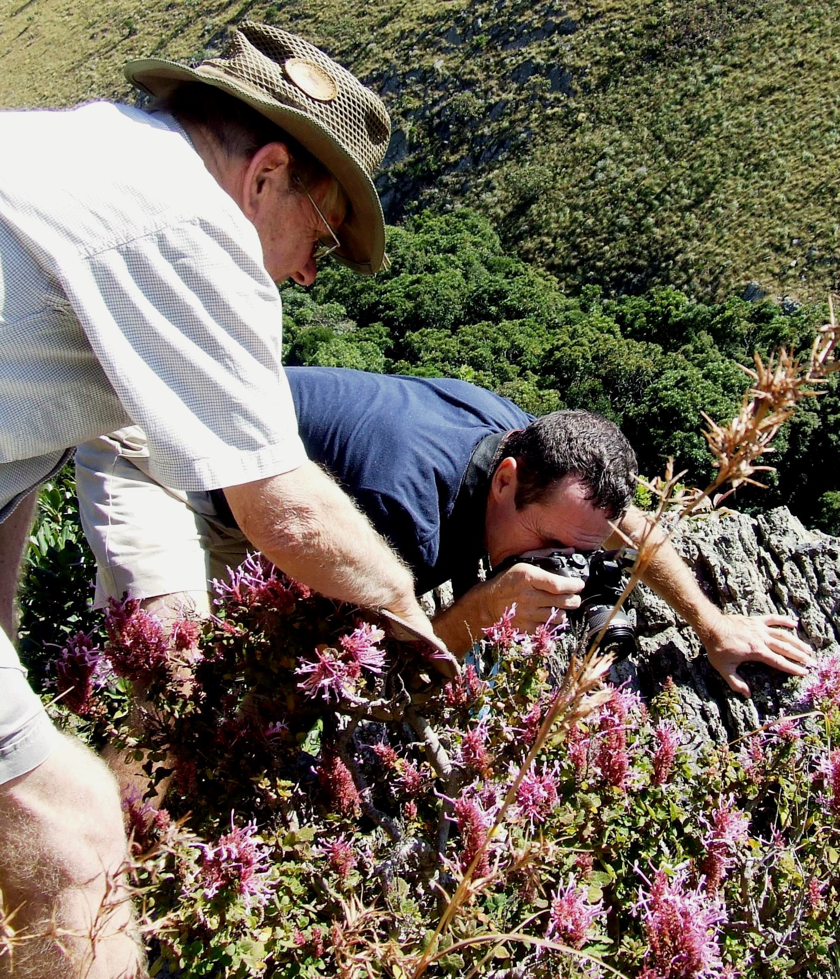Left: Douglas McMurtry assisting Herbert Otto who is taking photos of Cacyreus lingeus on Thorncroftia lotterii
