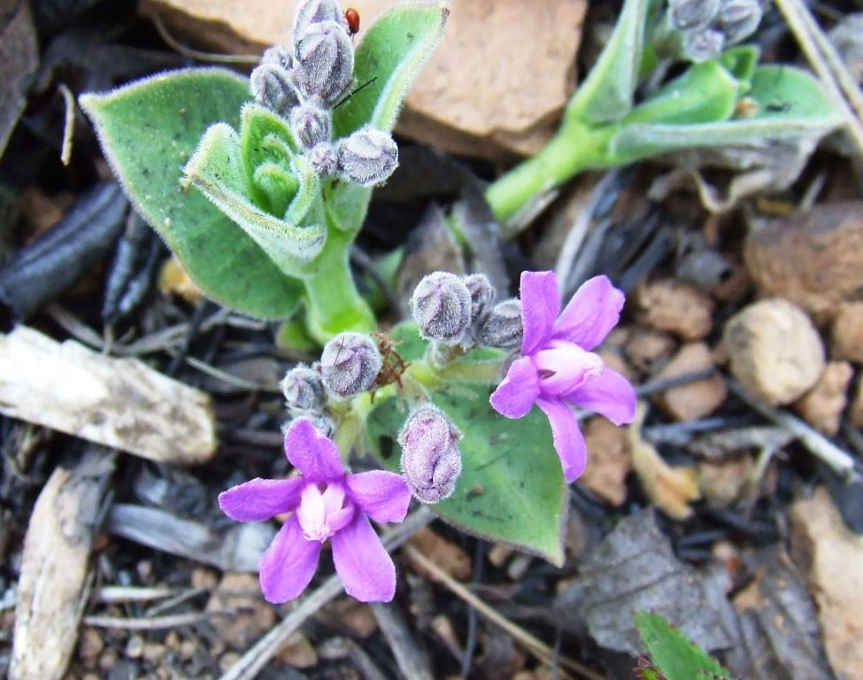 Raphionacme hisruta a