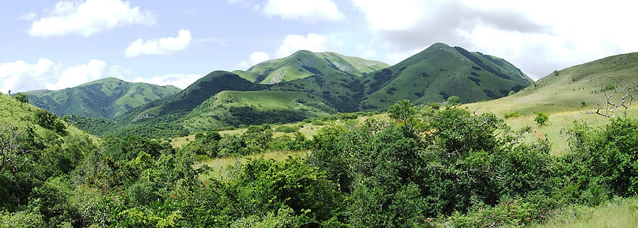 Savanna