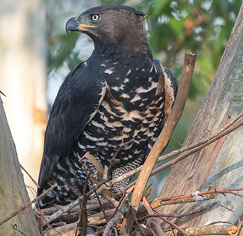 141-Crowned-Eagle-Zimbali-J10129