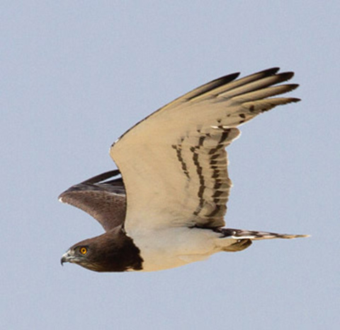 143-Black-chested-Snake-Eagle-Ameib-G27341
