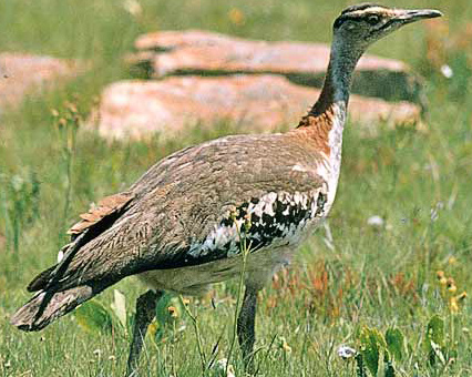 231-Denhams-Bustard-WTa