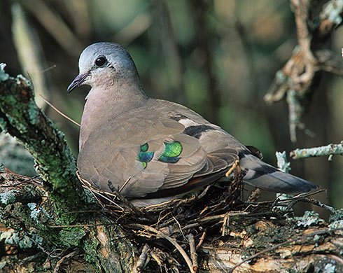 358-Emerald-spotted-Dove-WTa