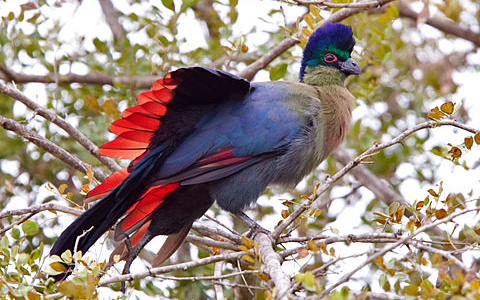 371-Purple-cr-Turaco-E00237
