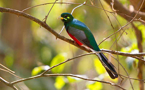 427-Narina-Trogon-G08636