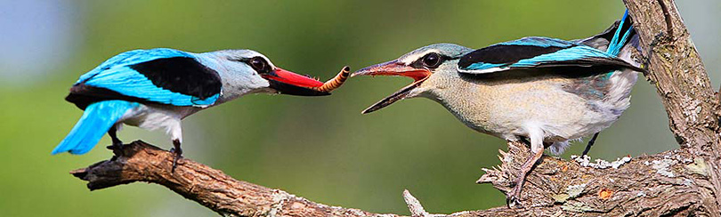 433-Woodland-Kingfisher-Kokanje-G33251