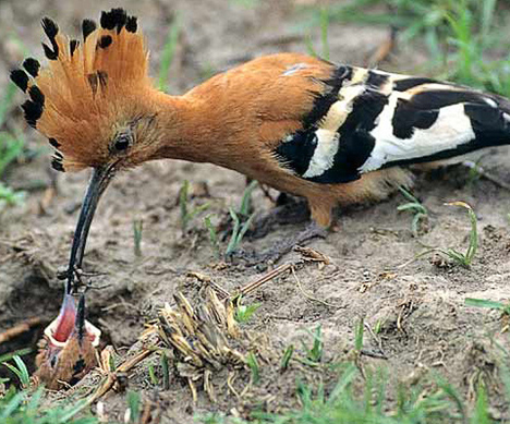 451-African-Hoopoe-WTa2