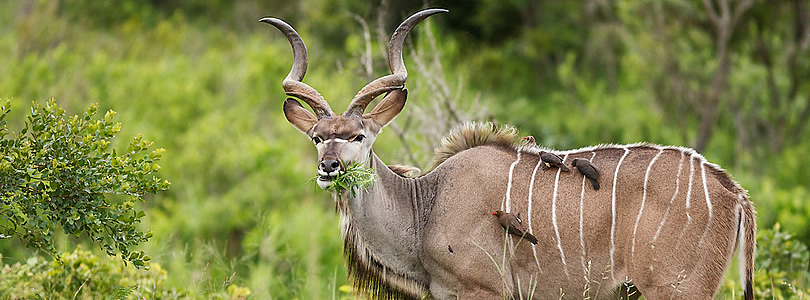 Dev-02-Kudu