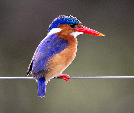 Kingfisher