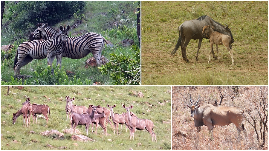 Wildlife on Mountainlands Nature Reserve