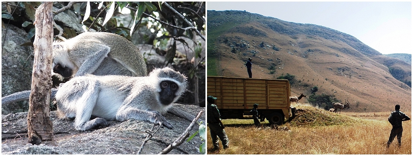Wildlife on Mountainlands Nature Reserve