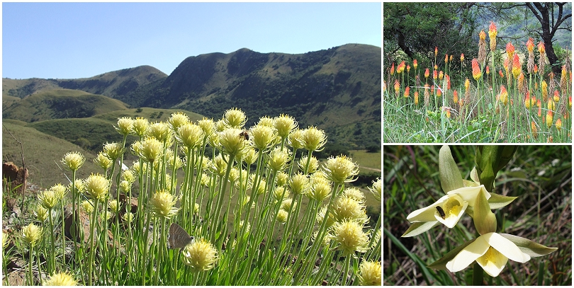 Plantlife-at-Mountainlands-Nature-Reserve_0002