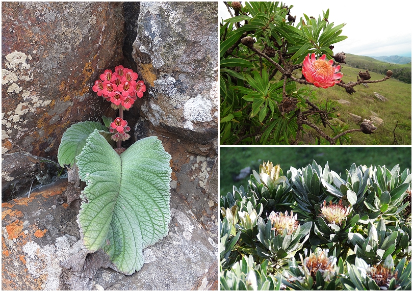 Plantlife-at-Mountainlands-Nature-Reserve_0003