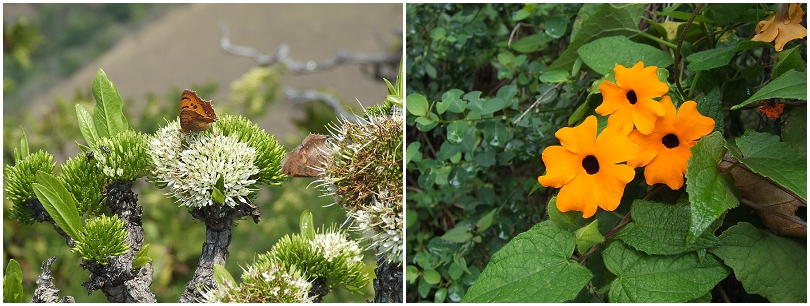 Plantlife-at-Mountainlands-Nature-Reserve_0005