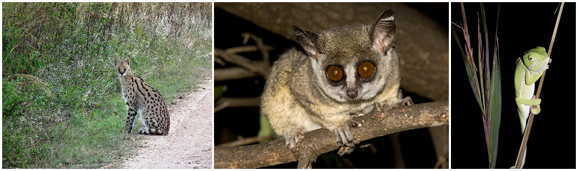 Wildlife on Mountainlands Nature Reserve