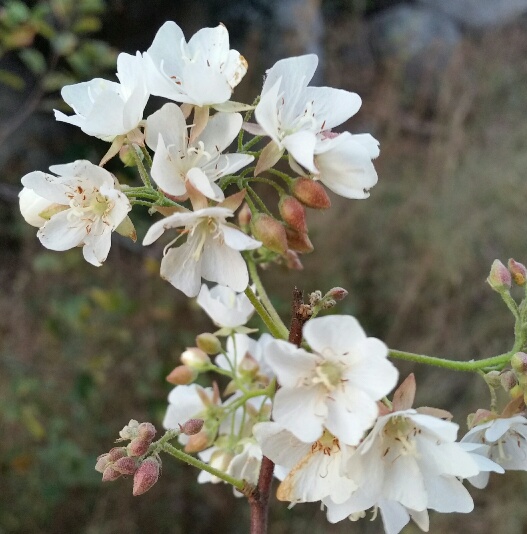 Dombeya rotundifolia