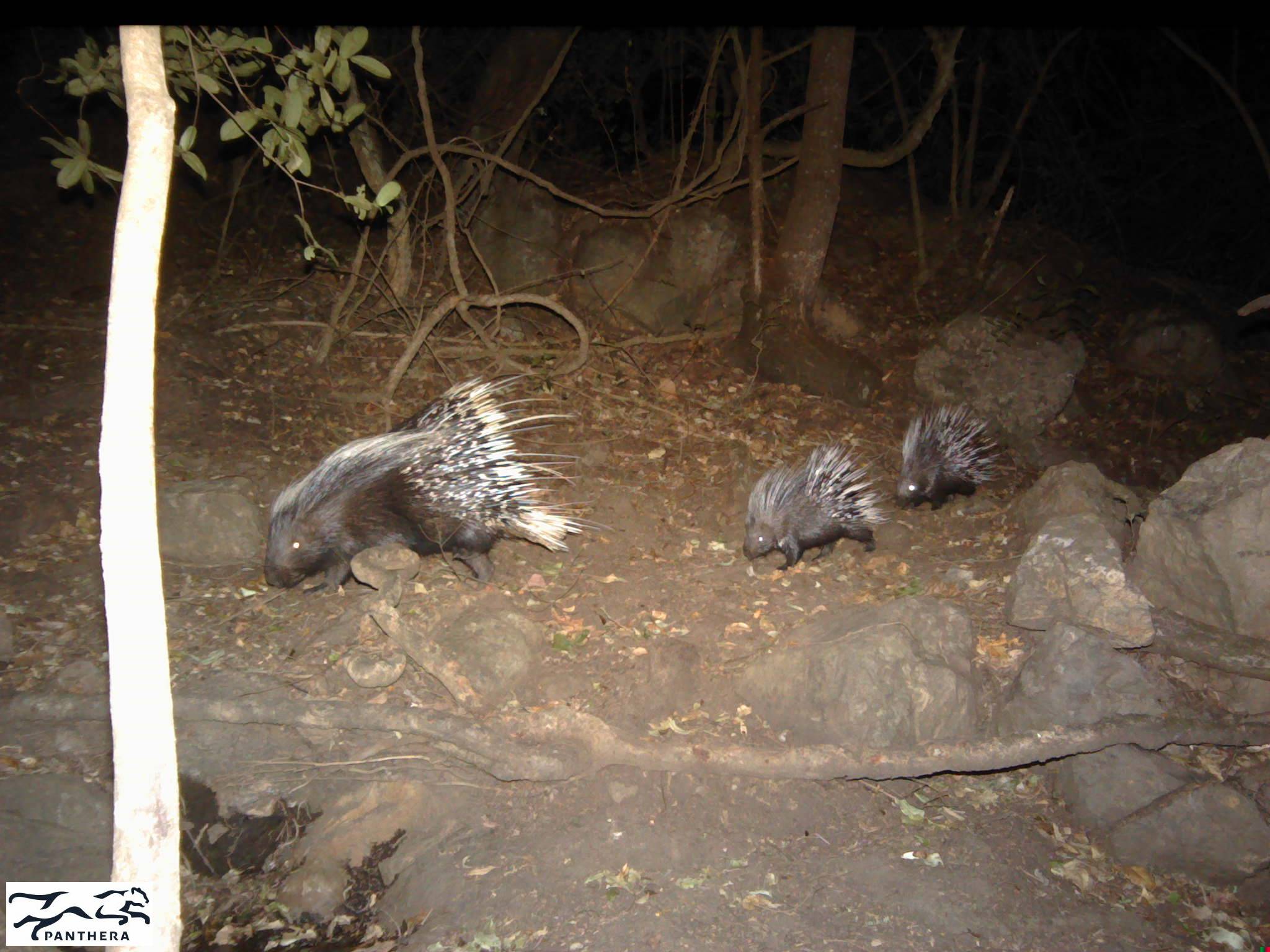 porcupets