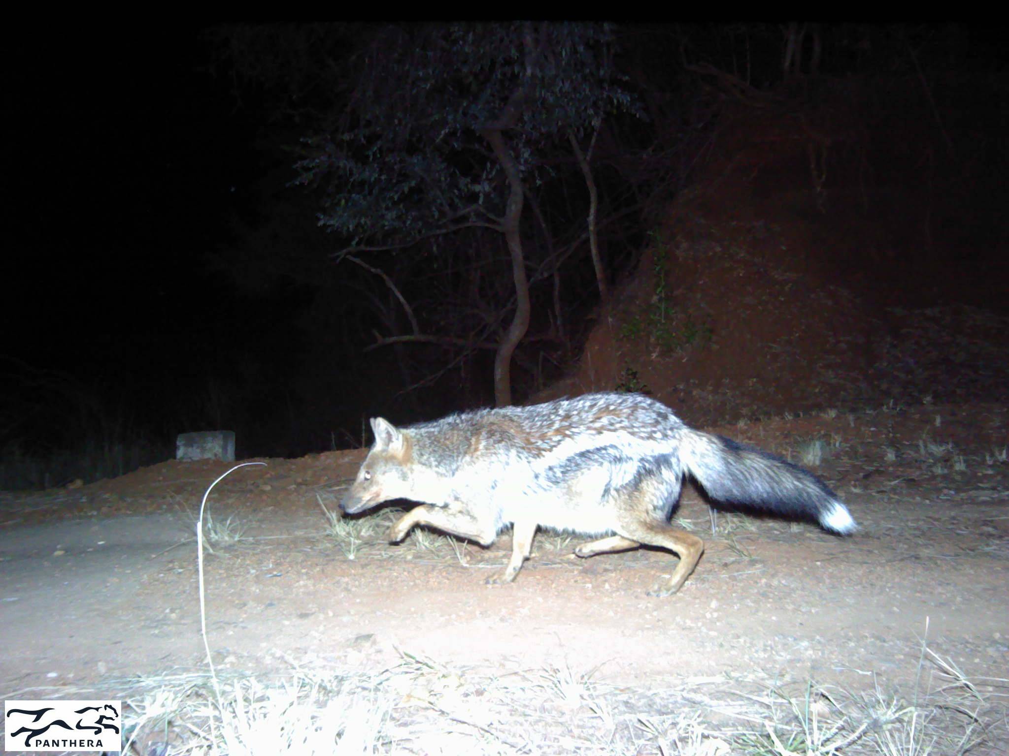 sly fox