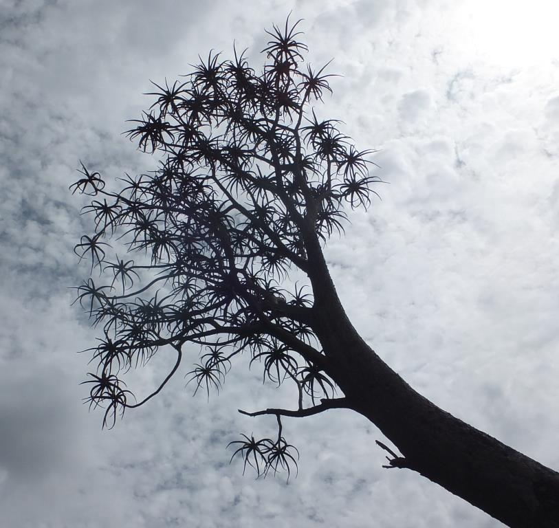 dscf1585a
