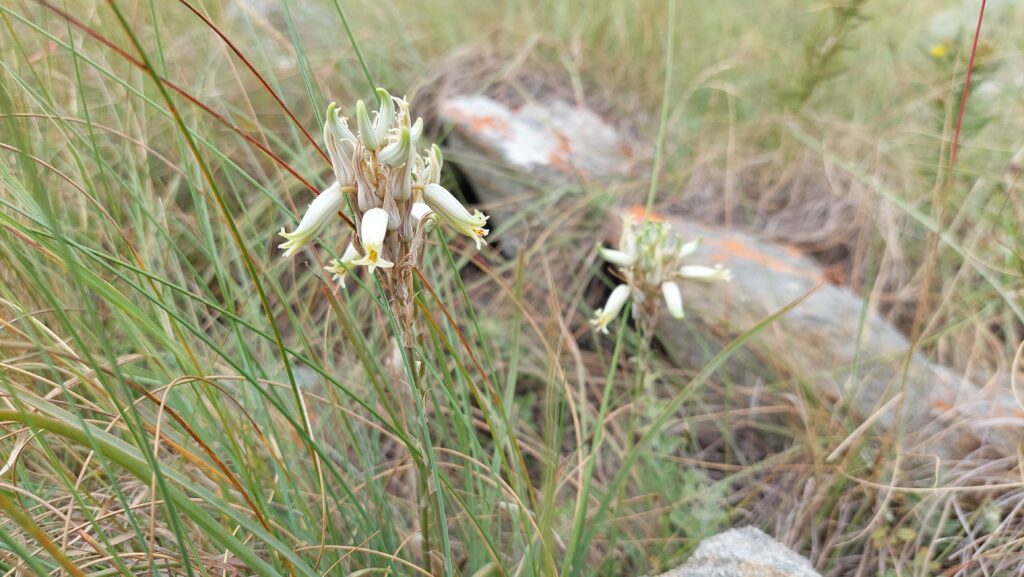What pollinates the world’s smallest aloe?