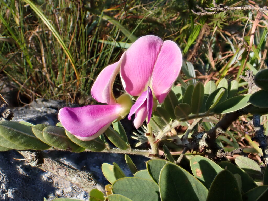 Tephrosia monticola found on Mountainlands.