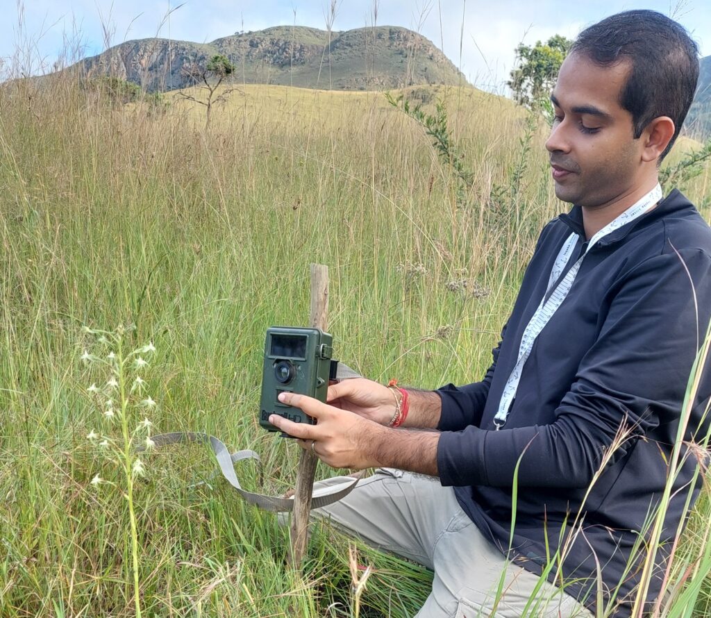 Looking for an orchid pollinator