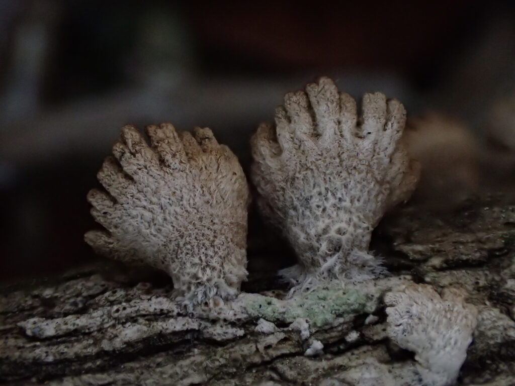 A snapshot of Mountainlands fungi and mushrooms