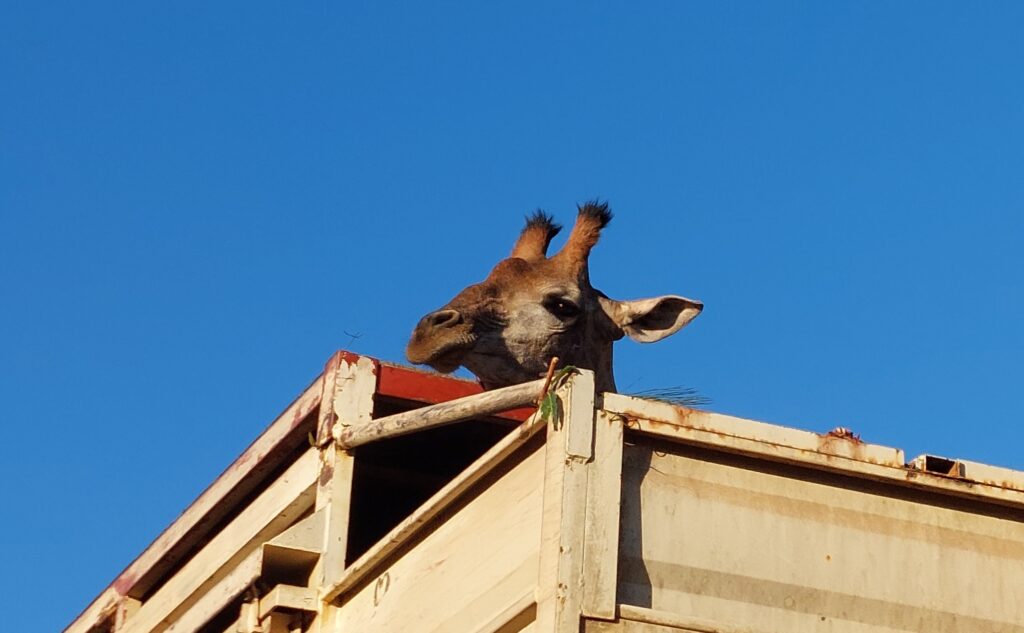 Mountainlands welcomes new giraffes