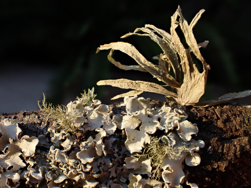 Lichens – more than the sum of their parts