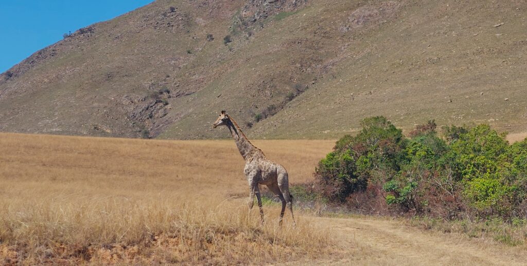 Two more giraffes found new home on Mountainlands