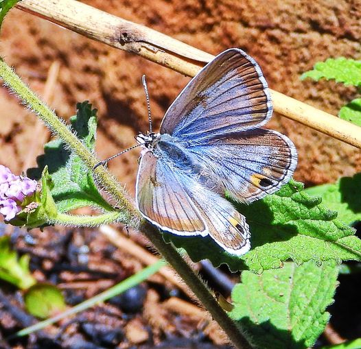 Counting butterflies