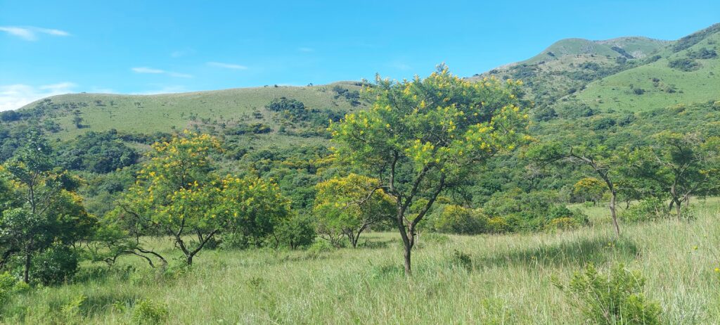 The plains are alive with Vachellia karroo