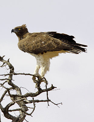 Threatened bird species of Mountainlands