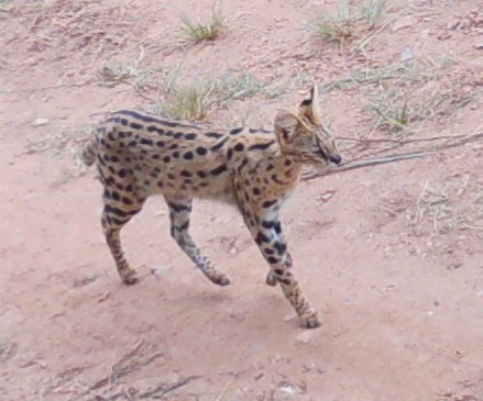 Keeping tabs on wildlife