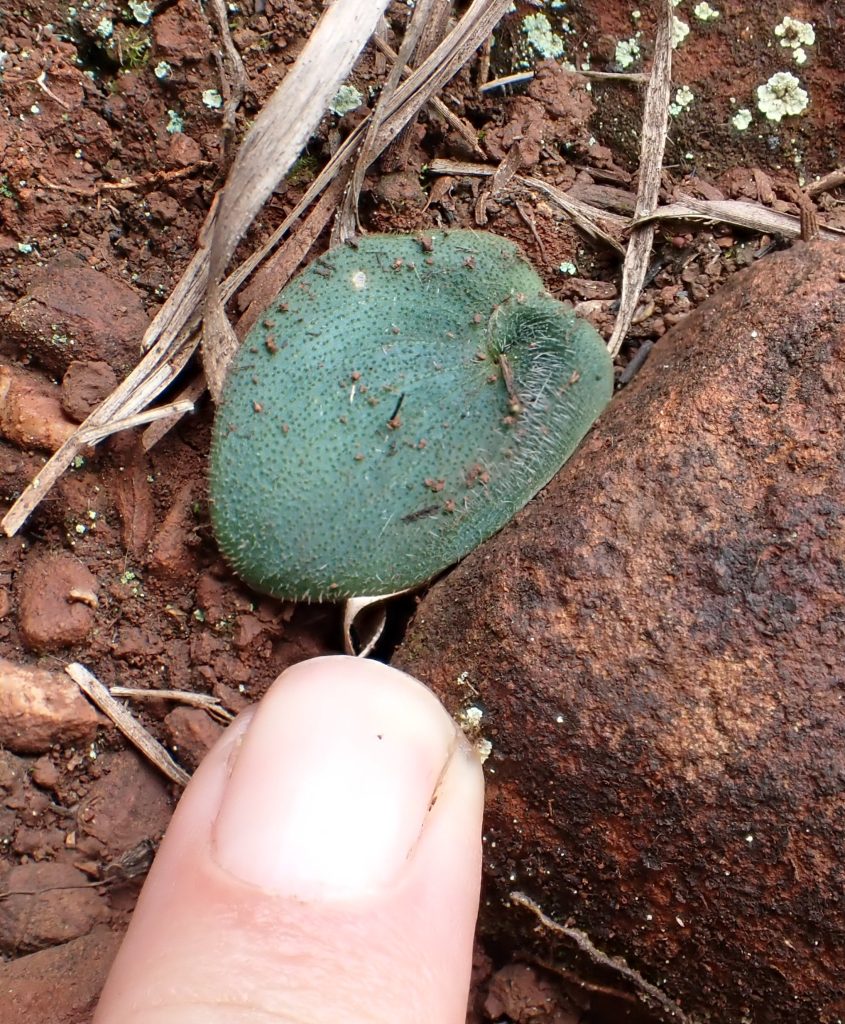 The Ghost of the Greenstone Belt