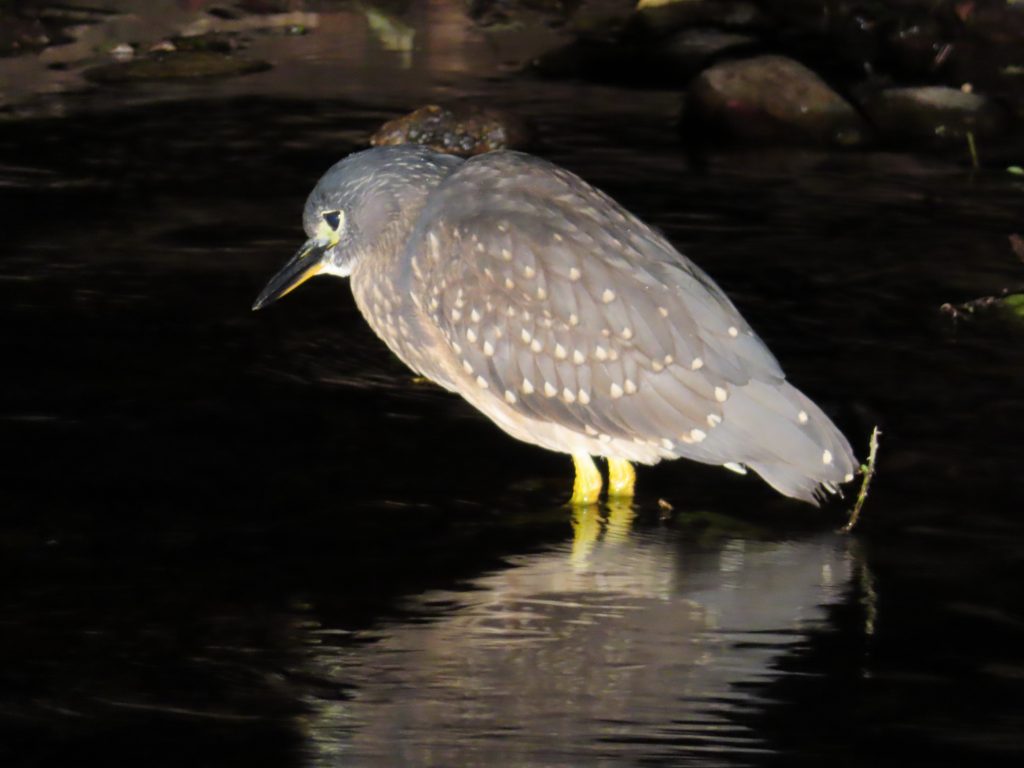 A Rare and Spectacular Find at Mountainlands