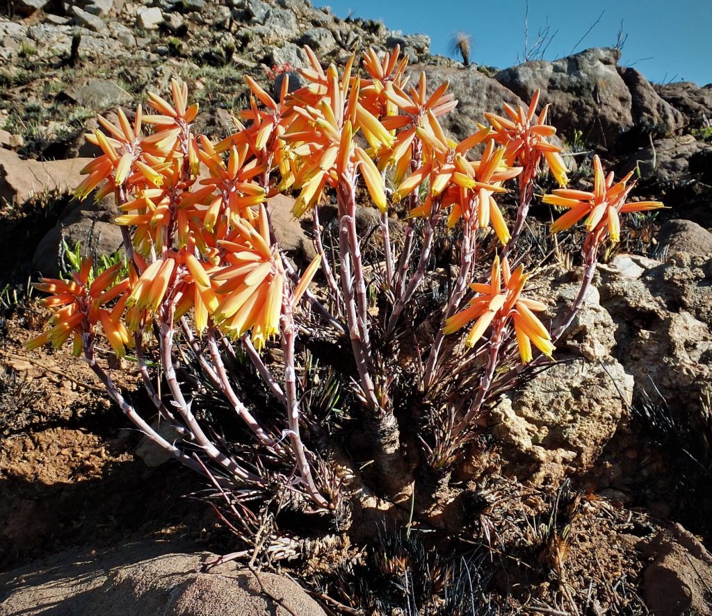 Unlocking the secret life of mountain Grass Aloes