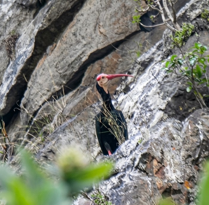 Rare Sighting in Mountainlands: Welcoming the Southern Bald Ibis
